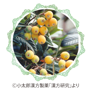 よみうりヘルスケア コンパニオン 笹川薬局 Vol 13 ビワと枇杷葉 びわよう