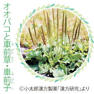よみうりヘルスケア コンパニオン 笹川薬局 Vol 12 オオバコと車前草 しゃぜんそう 車前子 しゃぜんし