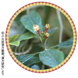 よみうりヘルスケア コンパニオン 笹川薬局 Vol 38 丁子 ちょうじ とクローブ