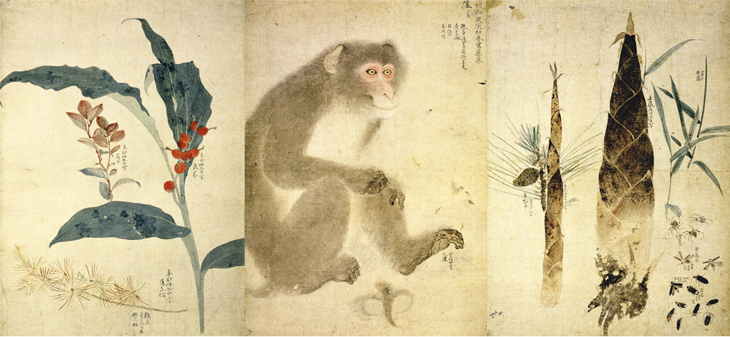 重要文化財 円山応挙≪写生図巻 乙巻≫